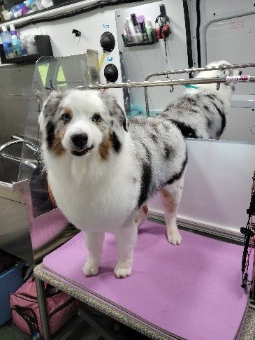 Blue merle Australian Shepherd freshly groomed in the Asgard mobile salon