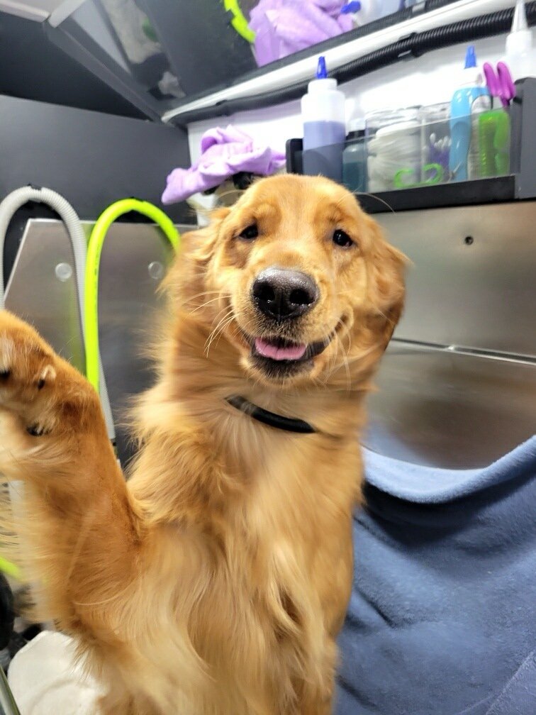 Smiling Golden Retriever giving paw inside the Asgard mobile salon