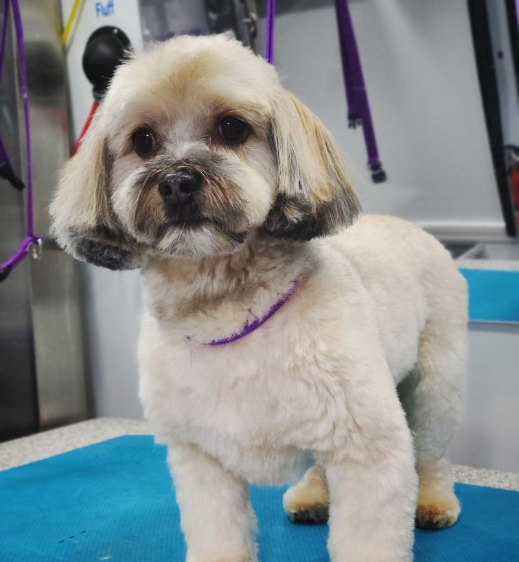 Cream-colored Shih Tzu freshly groomed by Asgard